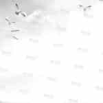 DR003_BW1 דף רקע שביל לתצוגה